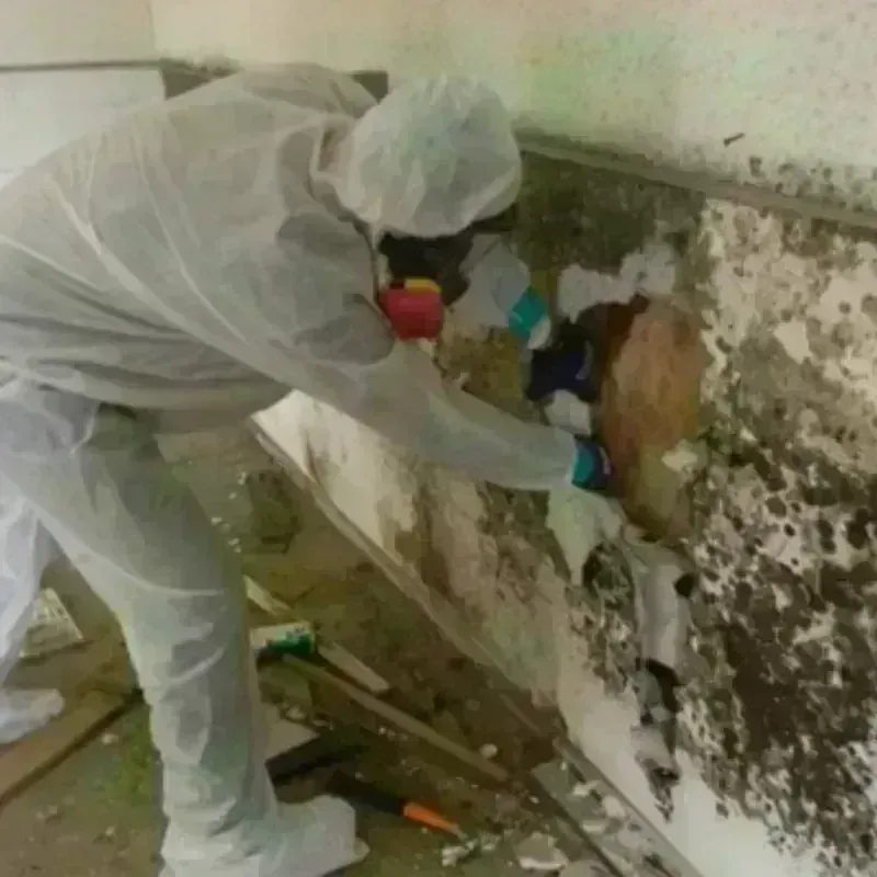 Mold Remediation and Removal in Bertie County, NC